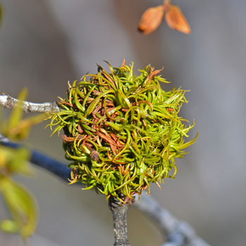 Creosote Bush is visited by Gall Midges (Asphondylia auripila) that use the Creosote Bush to complete their life-cycle and at the same time causes a grotesque looking gall to develop. Larrea tridentata 